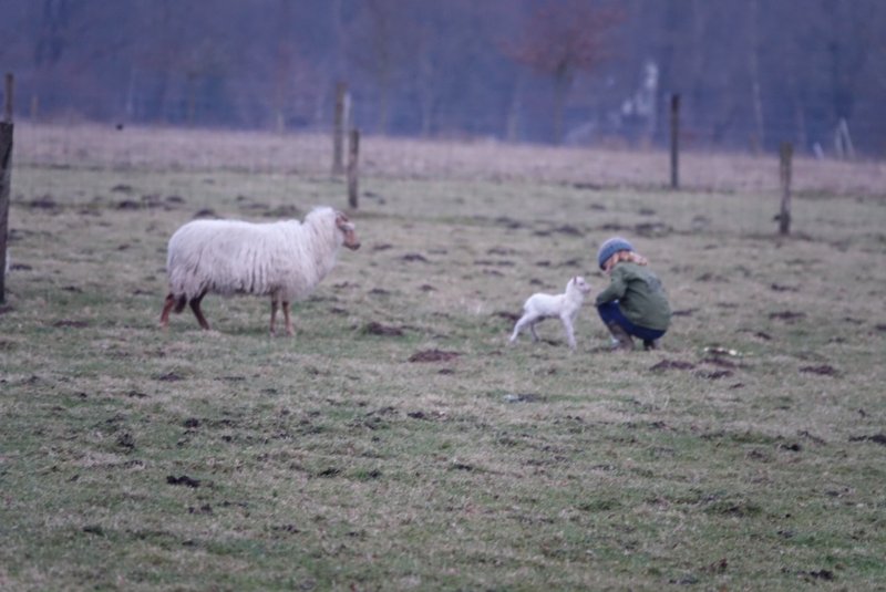 Nieuw! Twee pasgeboren lammetjes bij Herders van Balloo!