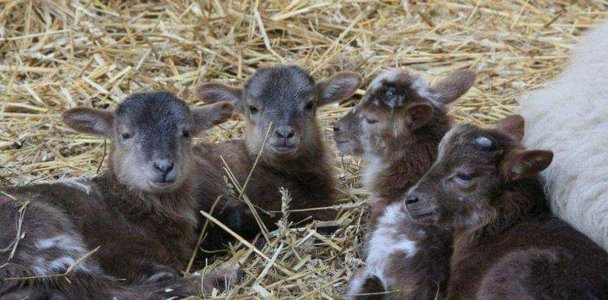 Herders van Balloo lammetje oortag