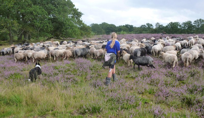 Herders wandeling voor adoptanten van een lammetje