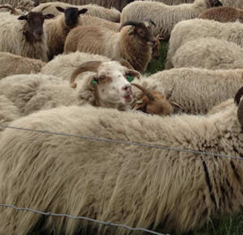 Hjeholt’s Uldspinderi Denemarken