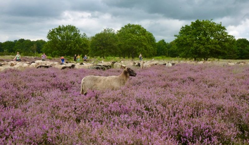 Herder's zwerftocht over het Balloërveld