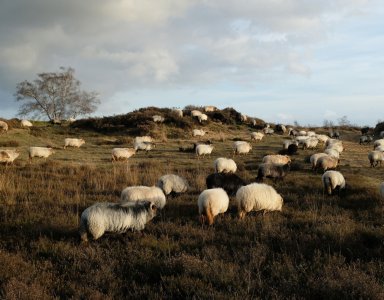 NIeuwsartikel Balloërveld