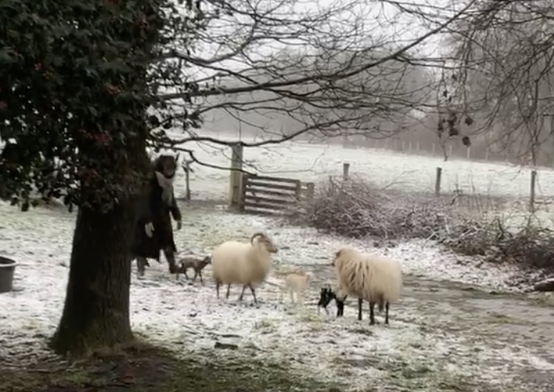 Er zijn weer 3 nieuwe lammetjes geboren!