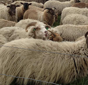 Film Wool Observations