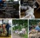 Herders van Balloo: Schapenscheerdersfestival & Wolfeest 6/7 juli 2024