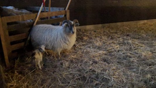 Eerste lammetje Balloo komt net te laat voor Kerstmis