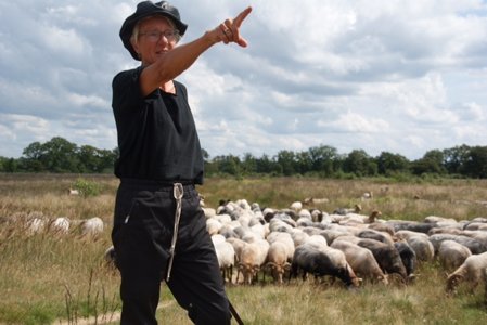 schapenherder met schapen