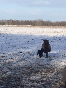 1e Lammetje van 2017 is geboren!