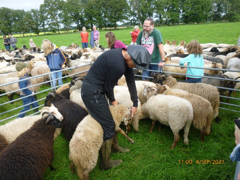 Het oormerken van de lammetjes