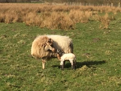 Het eerste lammetje is geboren